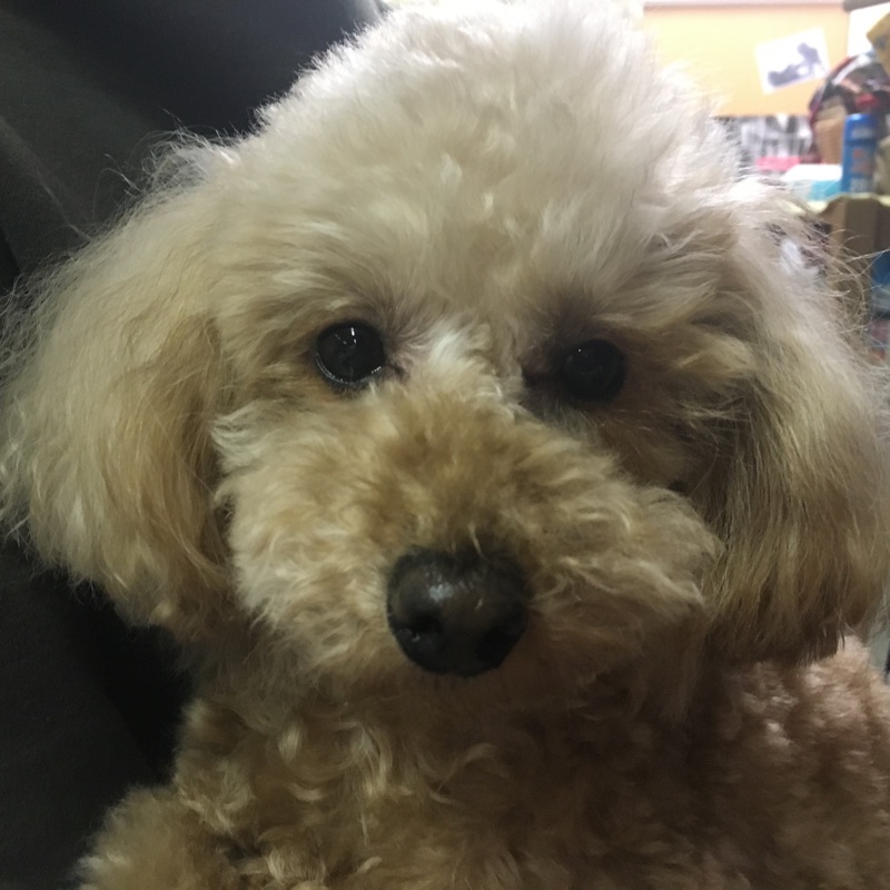 【今日の里帰りワンコ🐶トイプードルのこまさ君💕】＆支援物資をありがとうございます💑